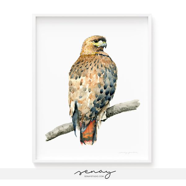 Red tailed Hawk watercolour painting by Senay Studio, senaystudio.com