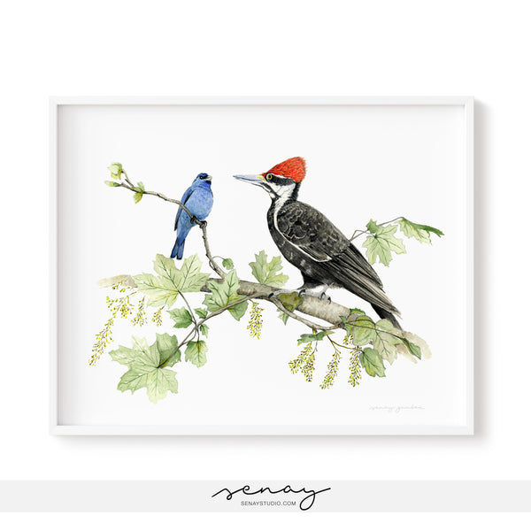 Indigo Bunting and Pileated Woodpecker